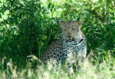 leopard (40 von 60).jpg